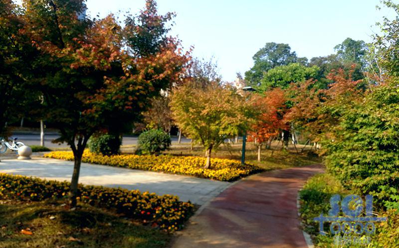 樹素材