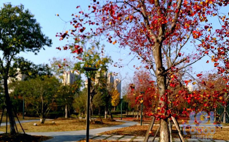樹素材