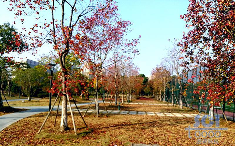樹素材
