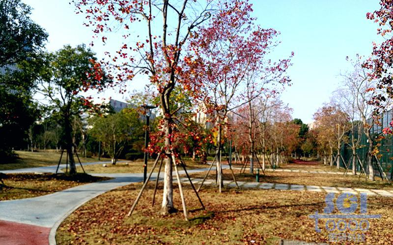 樹素材