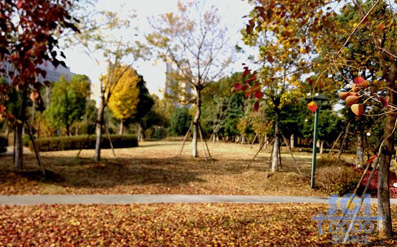 樹素材