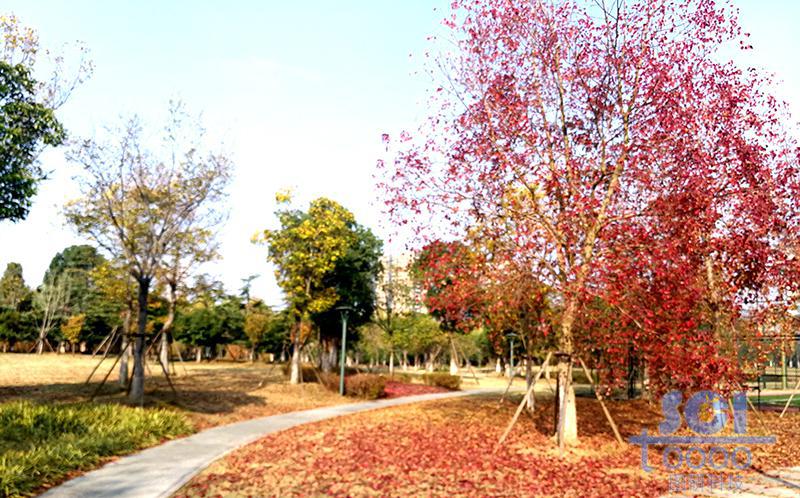樹素材