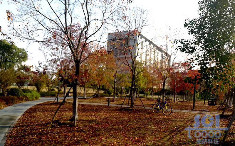 樹素材