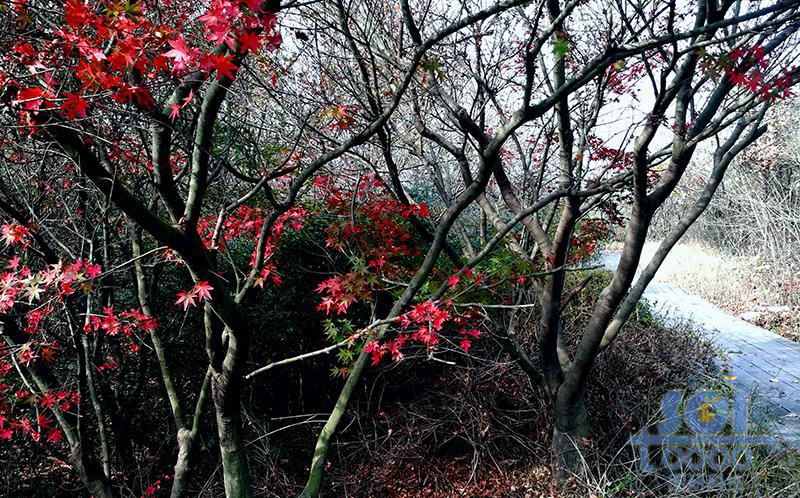 樹素材