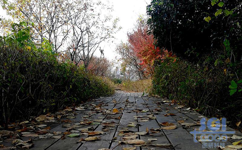 樹葉素材