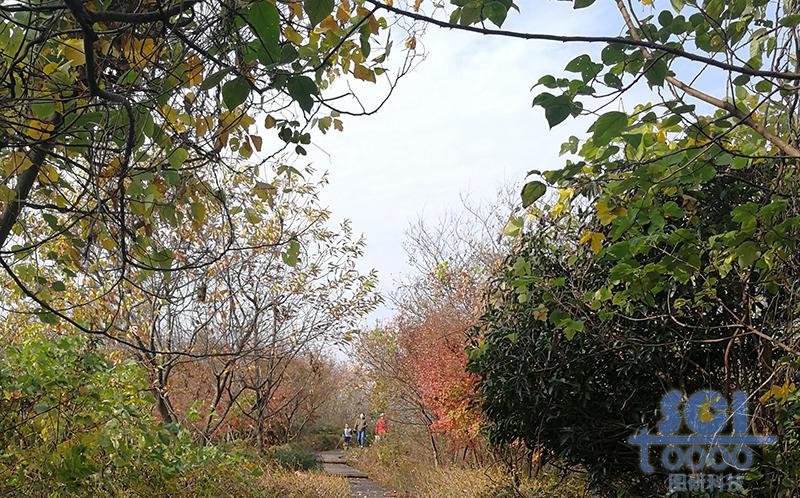 樹素材
