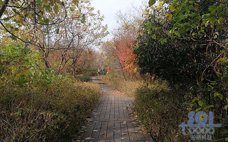 樹素材