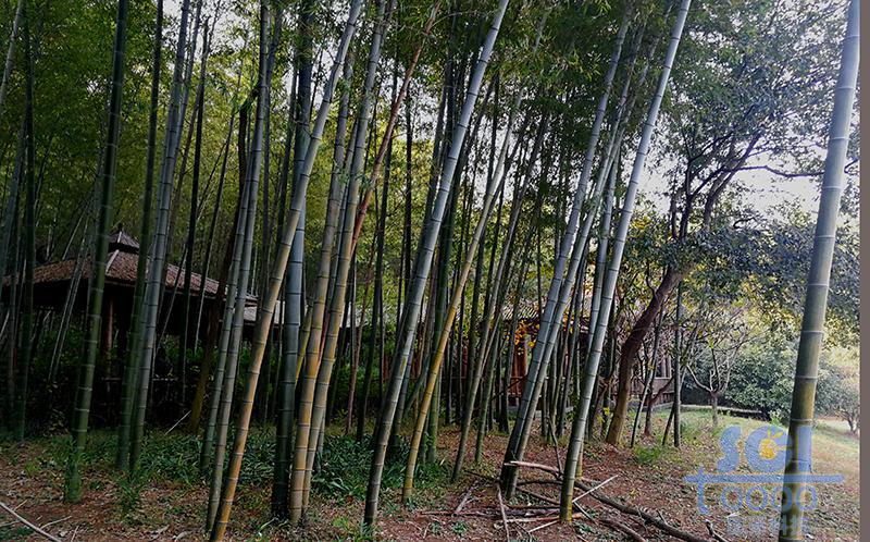 樹素材