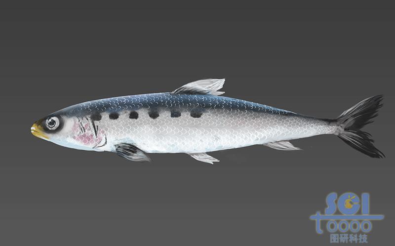 魚
