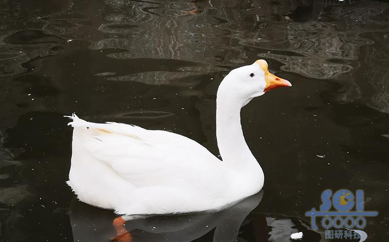 動物素材